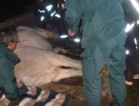 Un caballo muere atrapado en un paso canadiense en Matalpino