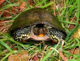 El galápago europeo