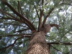 El cedro del Himalaya, un árbol ornamental