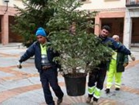 Las Rozas promueve un servicio de recogida de árboles de Navidad