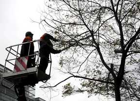 Podando un árbol en Madrid.