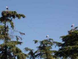 Censo de cernícalos y cigüeñas de Colmenar Viejo