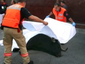 Muere un toro durante los encierros de Leganés