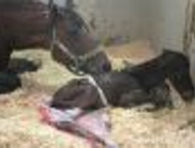 Vacas y caballos junto a la Moncloa
