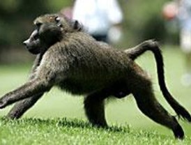 Secuestran a una mona de circo porque sufría 'trato vejatorio'