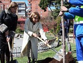 Quinientos nuevos árboles para Chamberí