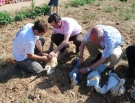 Quince cigüeñas recuperadas por GREFA se incorporan este viernes a la colonia de Alcalá