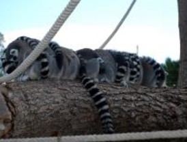 Lémures y wallabies, más cerca