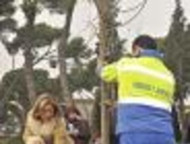 El Ayuntamiento plantará más de 2.000 árboles en el distrito de Barajas