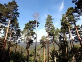 Ecologistas ve 'intereses políticos y económicos' en la propuesta de parque de Guadarrama