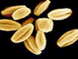 Estudian acelerar el crecimiento vegetal mediante campos magnéticos