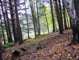 La Comunidad niega haber plantado pino negro y alerce en Horcajuelo de la Sierra