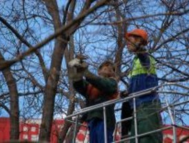 Una decena de calles se verá afectada por podas en el arbolado