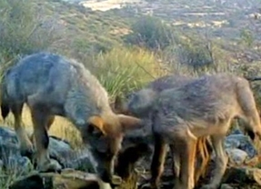 El lobo se instala en el Parque Nacional de Guadarrama