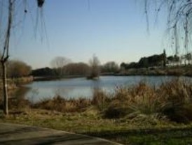 Denuncian la muerte de 10.000 peces en el lago de Butarque de Leganés