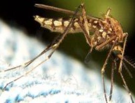 Los vecinos de Leganés Uno denuncian la proliferación de cucarachas y mosquitos
