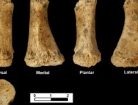 Descubren el primer resto óseo neandertal del Alto Valle del Jarama