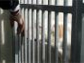 La Comunidad rescata a 16 perros maltratados en Hoyo de Manzanares