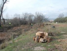 Las Rozas ha reforestado casi 15 hectáreas durante este año dentro del Proyecto Life