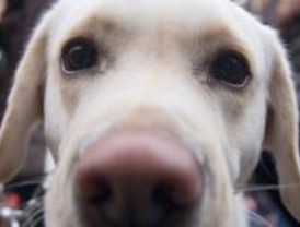 San Antón acoge a los ciudadanos que tienen fe para proteger a sus mascotas
