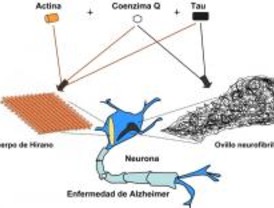 Papel del coenzima Q en la enfermedad de Alzheimer