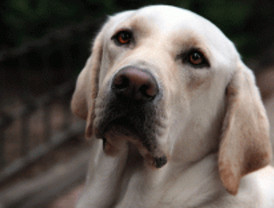 Aprendiz de lazarillo