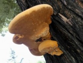 Una seta gigante aparece en Recoletos