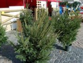 Pinto repartirá más de 400 árboles de Navidad