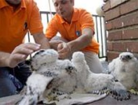 Nacen tres crías de halcón peregrino en la torre del Museo de América