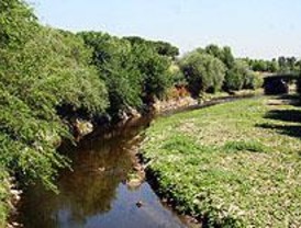 El Ayuntamiento intenta cazar un visón en el Manzanares