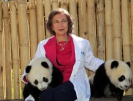 Un nuevo mundo para los pandas del zoo