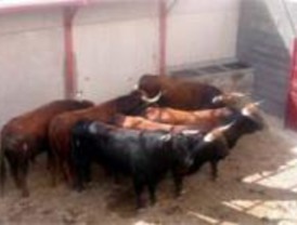 Un herido leve en el primer encierro de las fiestas de El Álamo