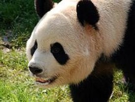 Los pandas del Zoo se preparan para su noviazgo