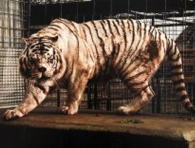 Fotografía sostenible en el Jardín Botánico