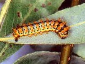 El secreto de las mariposas