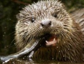 La nutria, un mamífero en peligro