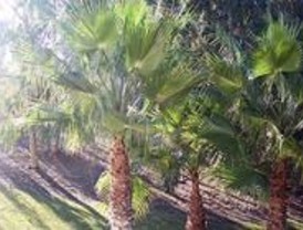 Griñón combate una plaga de orugas que ataca las palmeras