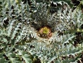 Última oportunidad para dos plantas raras