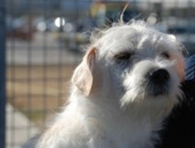 Comienza la Campaña Anual de Vacunación de animales domésticos en Las Rozas