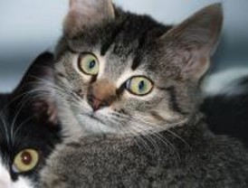 Doce perros y cuatro gatos esperan ser adoptados en Las Rozas