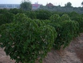 Riego con agua residual depurada para producir biocombustible