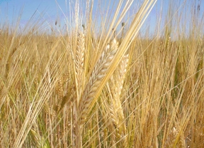 Agricultura virtual para explorar alternativas