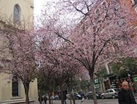 La Comunidad celebrará el Día de los Árboles y los Áridos el 3 de abril