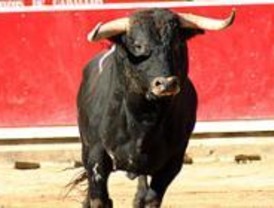 Doce toros embisten a varios vehículos en la AP-6
