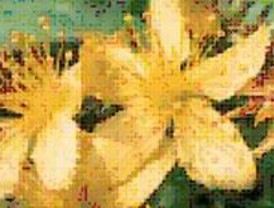 Una planta mejora a los enfermos de parkinson