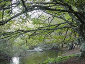 Madrid celebra el Día Forestal Mundial
