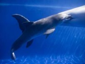 Las dos crías de delfín del Zoo Aquarium de Madrid ya comen pescado