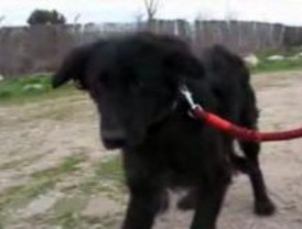 El Refugio rescata a una perra con 70 perdigones en su cuerpo y una bala