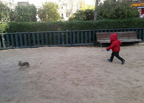 Un conejo encuentra refugio en la plaza de Olavide