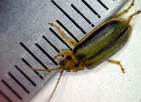 Nueva plaga en Madrid: el escarabajo del olmo